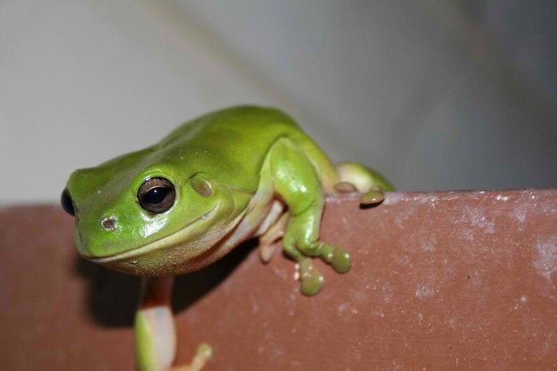 Green Tree Frog — Calm, Photograph, Wall