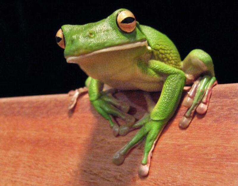 Green Tree Frog — Calm, Photograph, Wood Surface