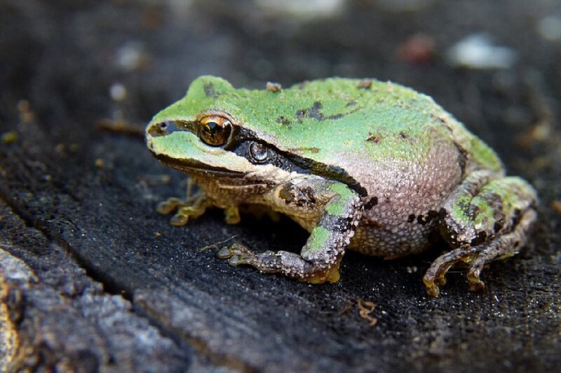 Green Tree Frog — Calm, Photograph, Wood