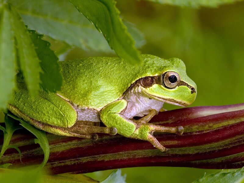 Green Tree Frog — Calm, Stem