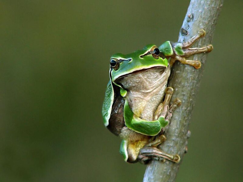 Green Tree Frog — Calm