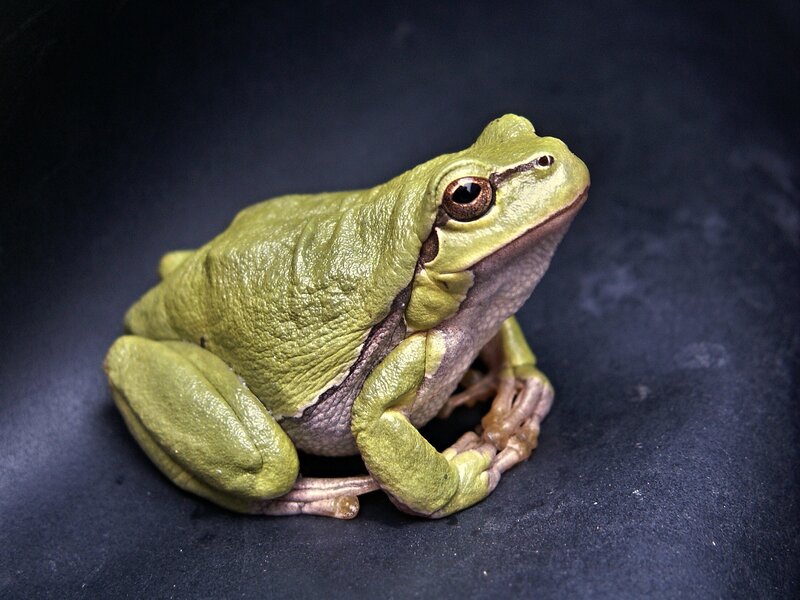 green tree frog close-up