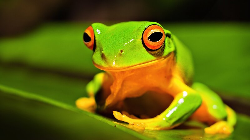 green tree frog close-up