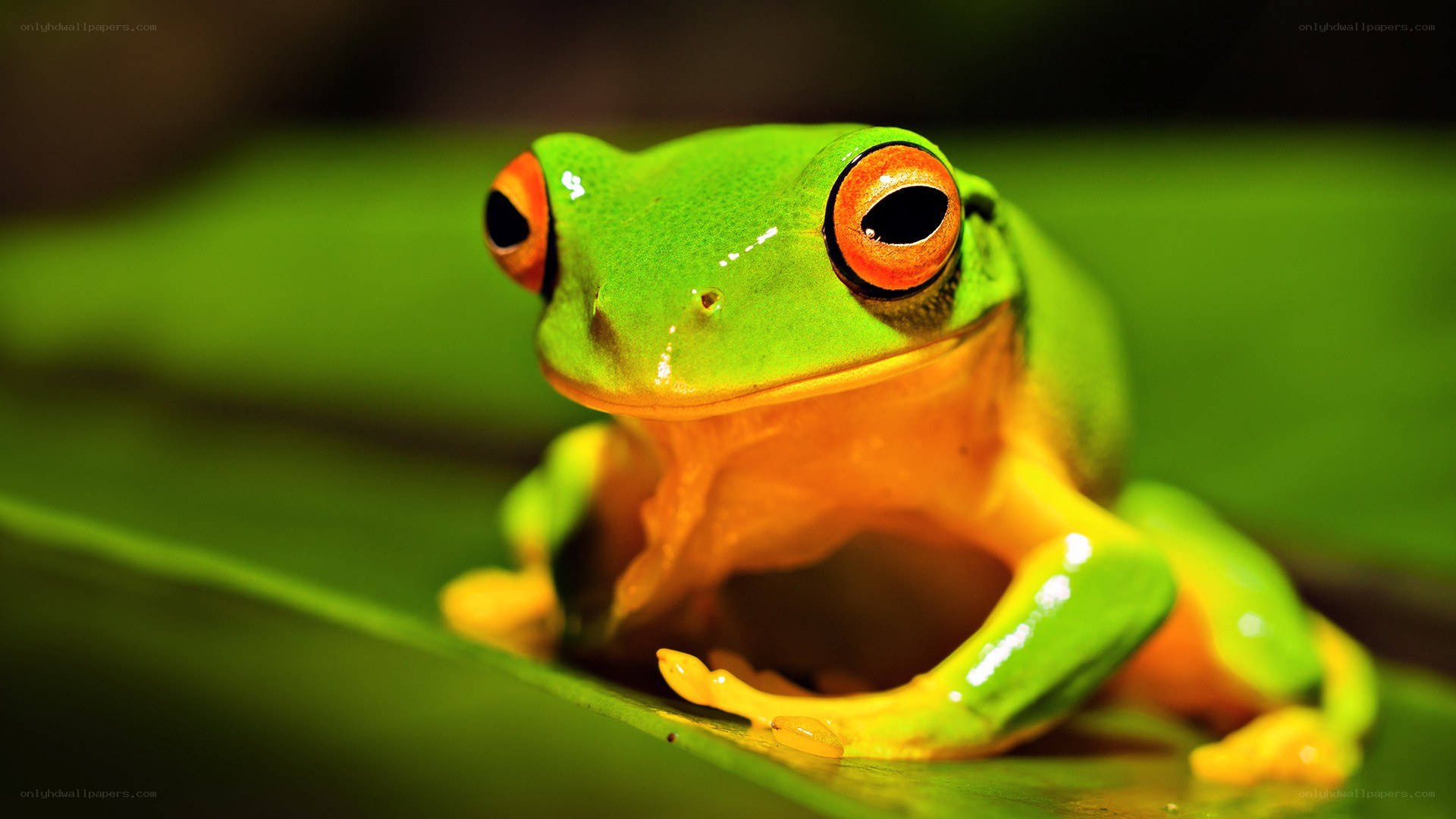 green tree frog close-up