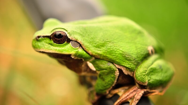 green tree frog close-up