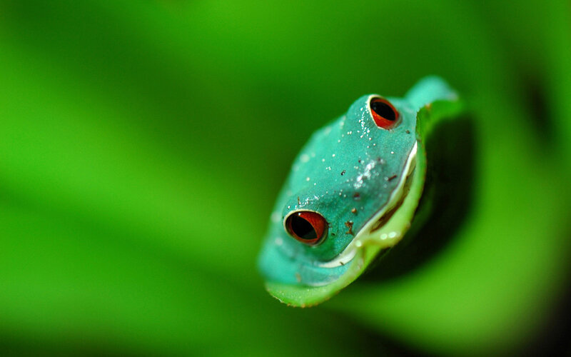 Green Tree Frog — Close-up, Photograph, Leaf
