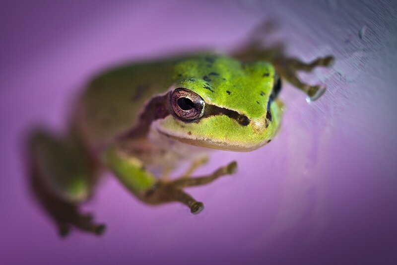 Green Tree Frog — Close-up, Photograph, Purple Background