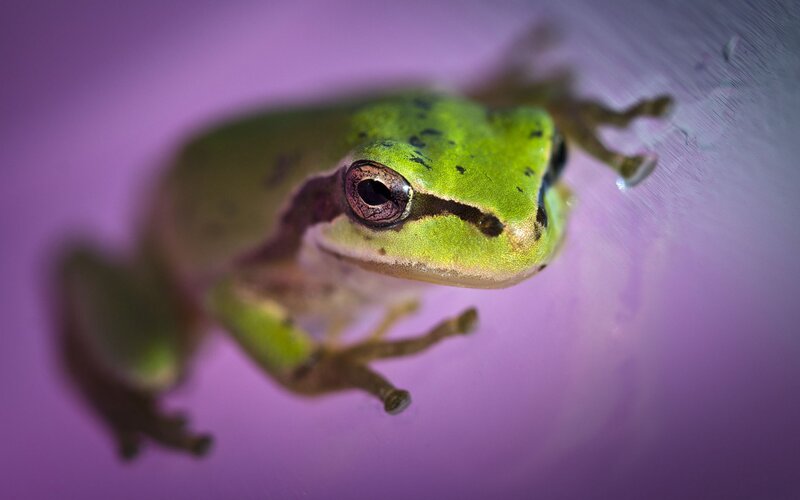 Green Tree Frog — Close-up, Photograph