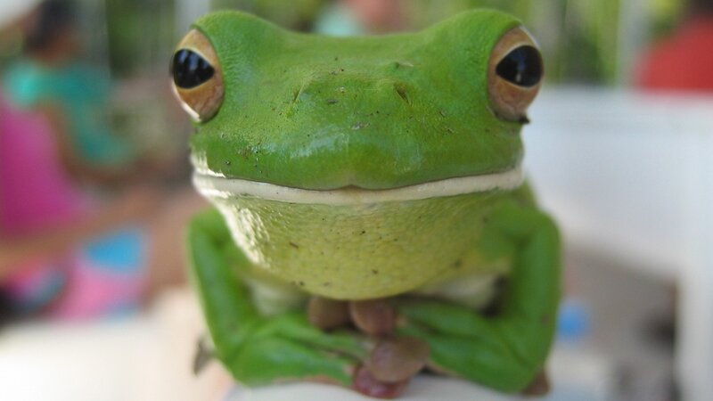 Green Tree Frog — Curious, Afternoon, Photograph