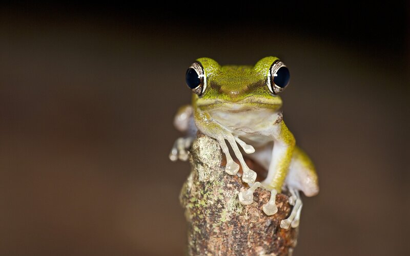 Green Tree Frog — Curious, Night