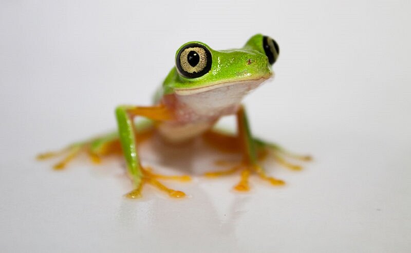 Green Tree Frog — Curious, Photograph, Eyes