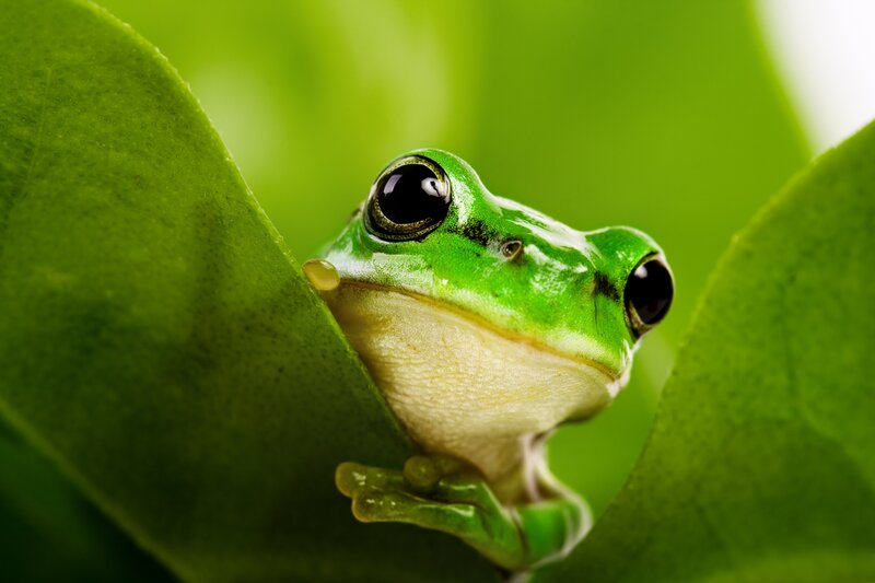 Green Tree Frog — Curious, Photograph, Leaf, Eye