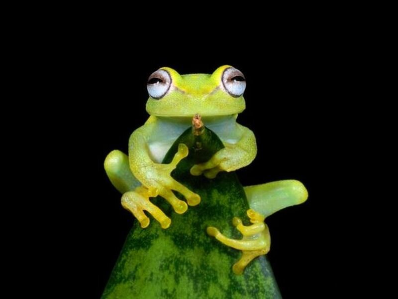 Green Tree Frog — Curious, Photograph