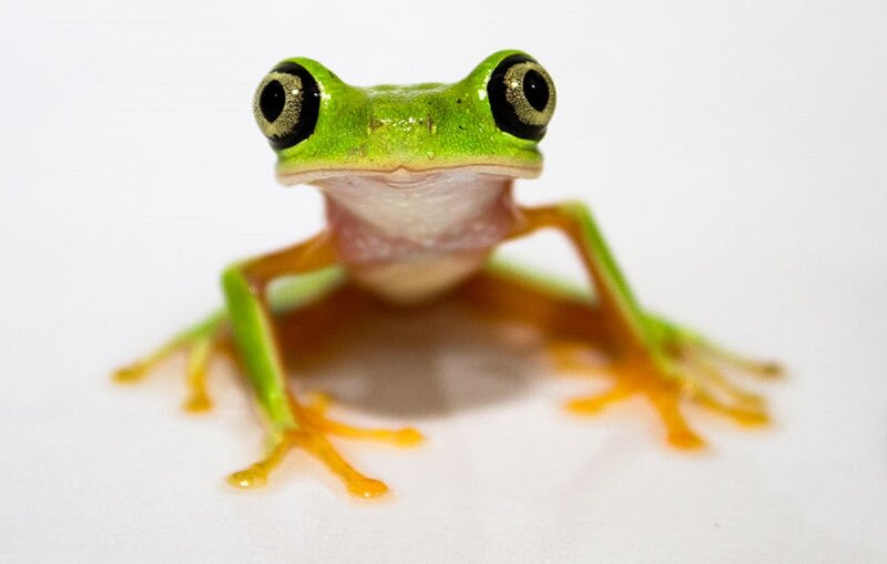 Green Tree Frog — Curious, Photograph, White Background