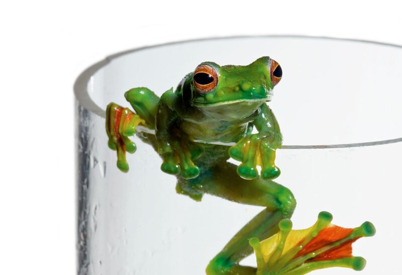 Green Tree Frog — Curious