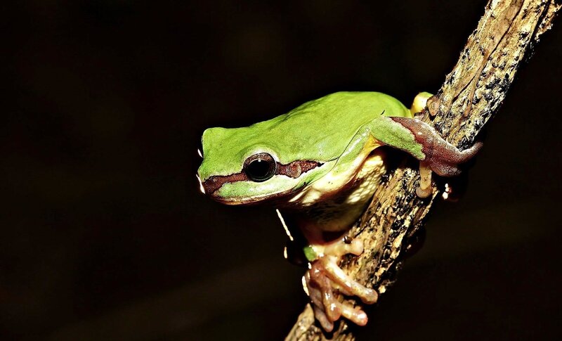 Green Tree Frog — Dramatic, Brown