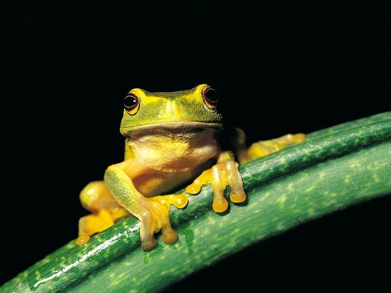 Green Tree Frog — Dramatic, Night, Photograph, Branch, Yellow