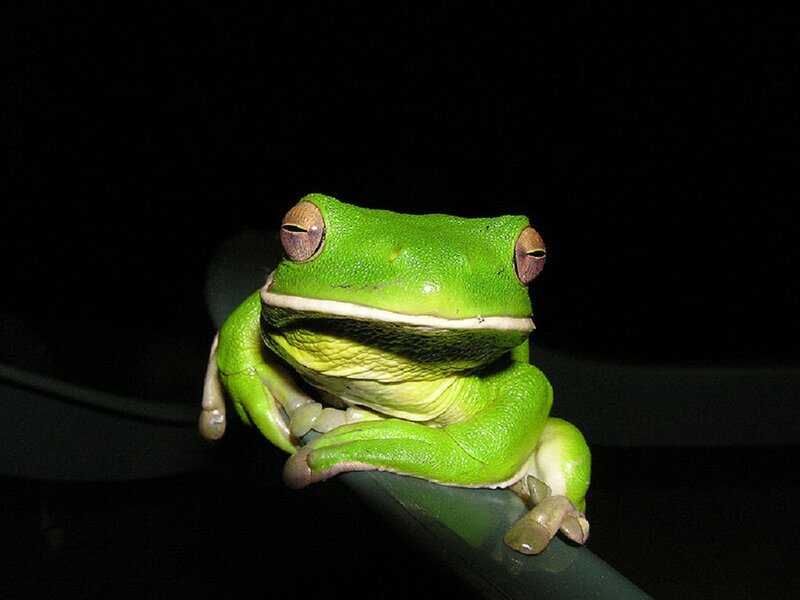 Green Tree Frog — Dramatic, Night, Photograph, Dark Background