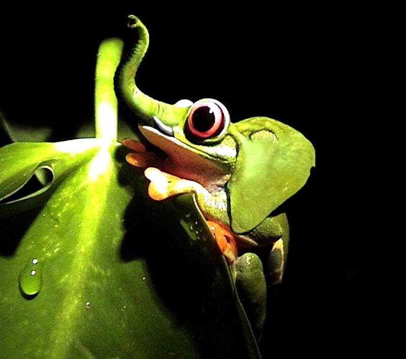 Green Tree Frog — Dramatic, Night, Photograph, Leaf, Eye