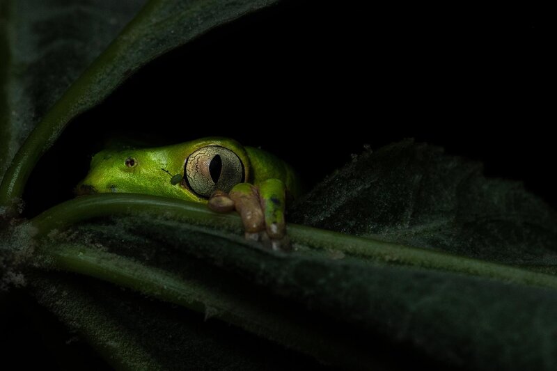 Green Tree Frog — Dramatic, Night, Photograph, Leaf, Plant Stem