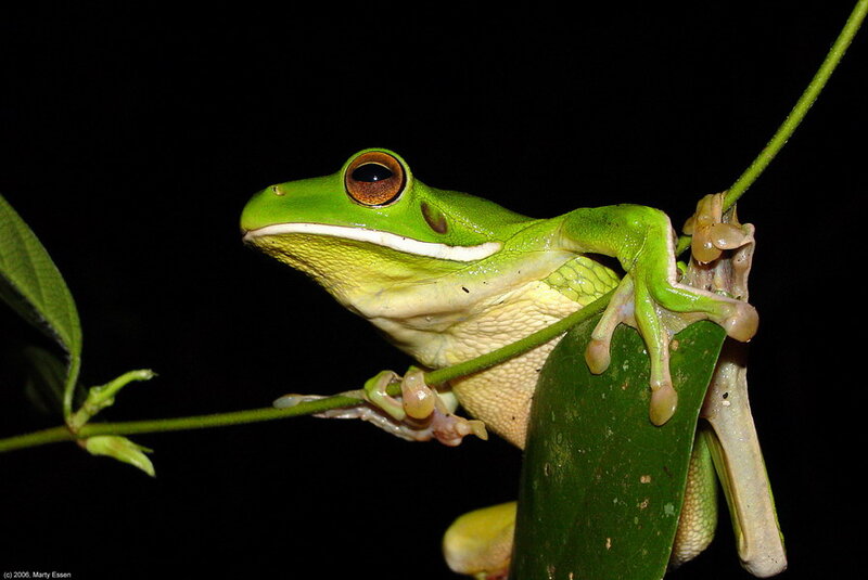 Green Tree Frog — Dramatic, Night, Photograph, Leaf, Stem