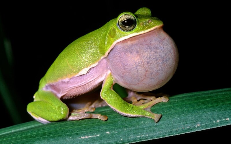 Green Tree Frog — Dramatic, Night, Photograph, Leaf