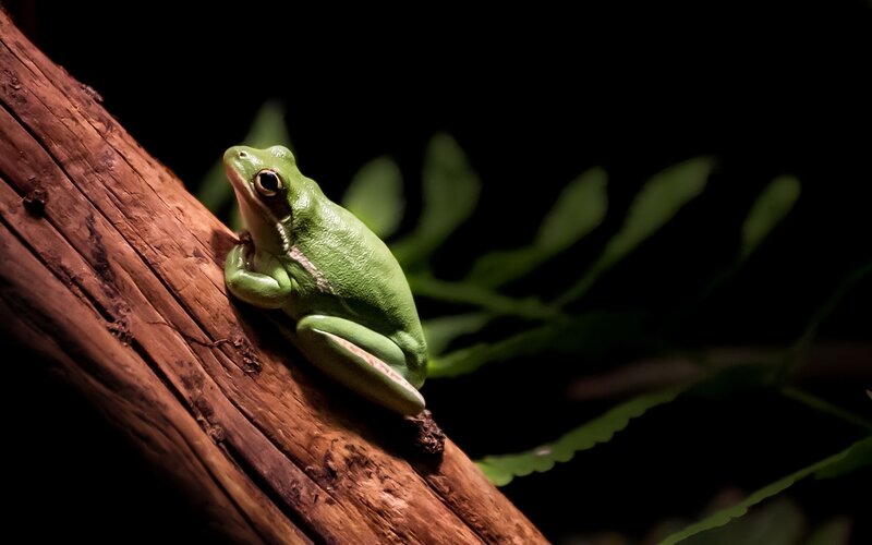 Green Tree Frog — Dramatic, Night, Photograph, Log, Leaves
