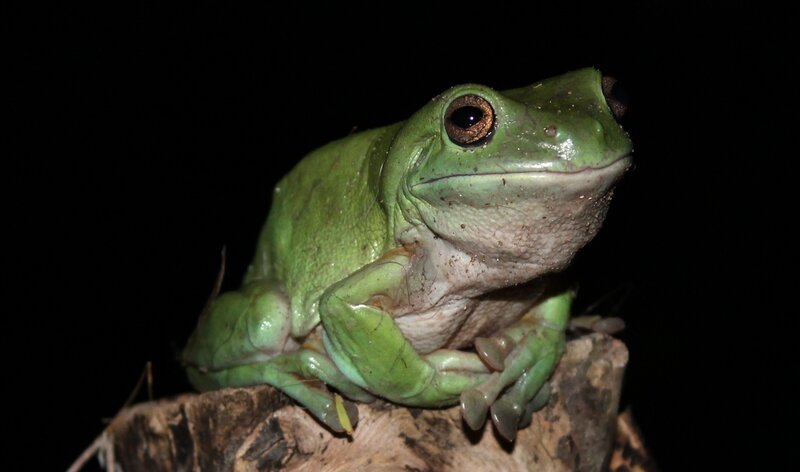 Green Tree Frog — Dramatic, Night, Photograph, Log