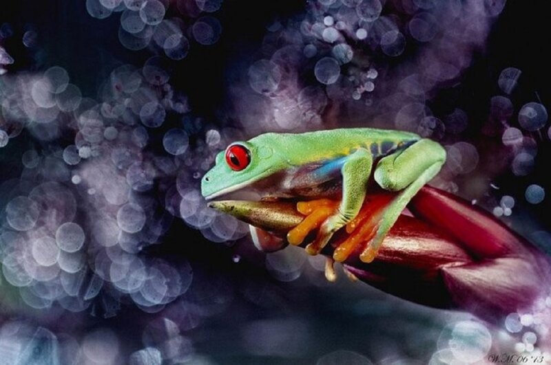 Green Tree Frog — Dramatic, Night, Photograph, Red Eye