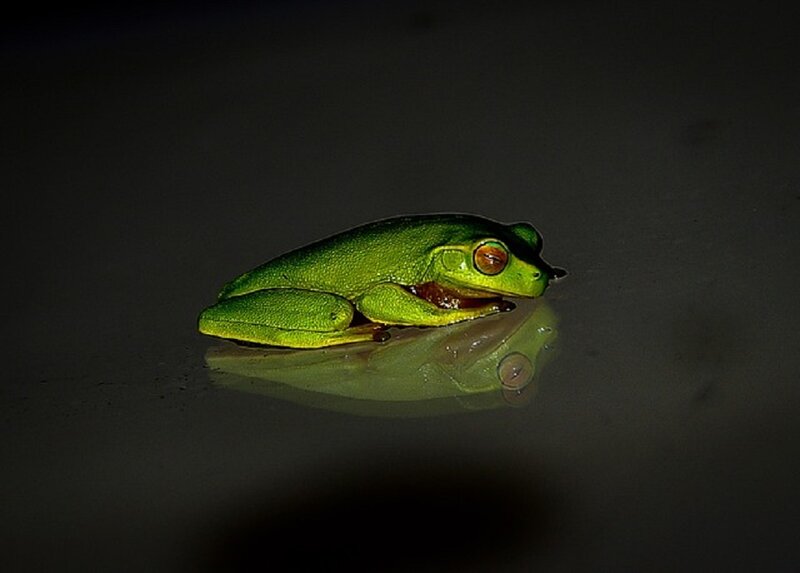 Green Tree Frog — Dramatic, Night, Photograph, Reflection