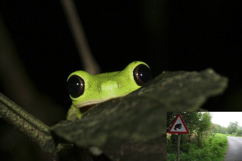 Green Tree Frog — Dramatic, Night, Photograph