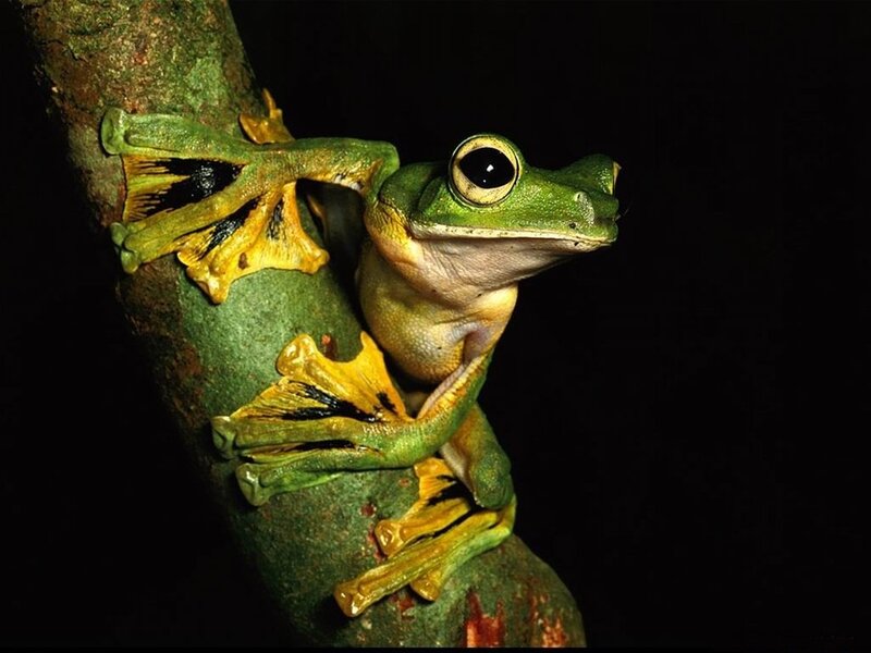 Green Tree Frog — Dramatic, Night, Photograph, Tree Branch