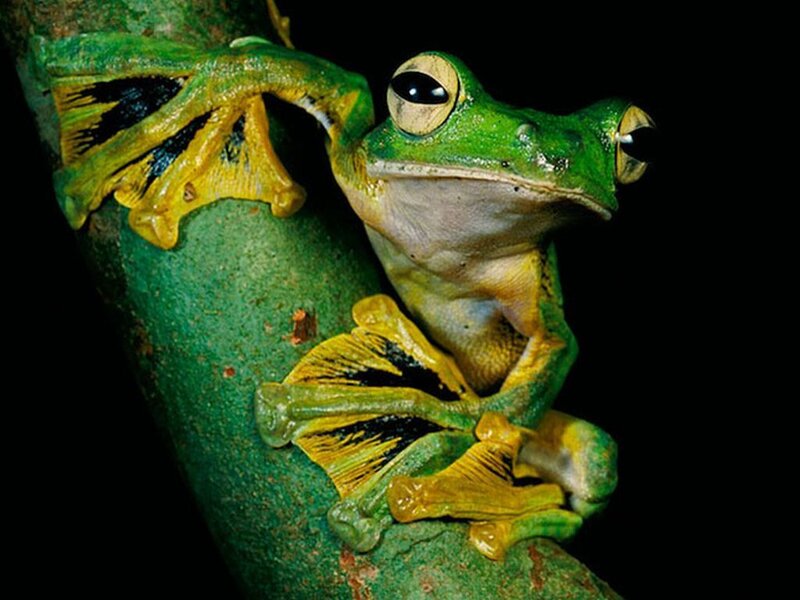 Green Tree Frog — Dramatic, Night