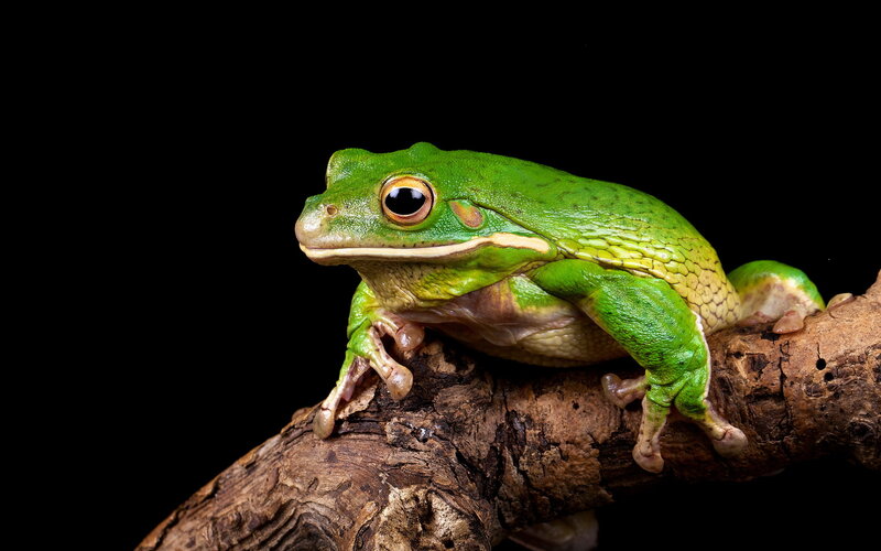 Green Tree Frog — Dramatic, Photograph, Branch