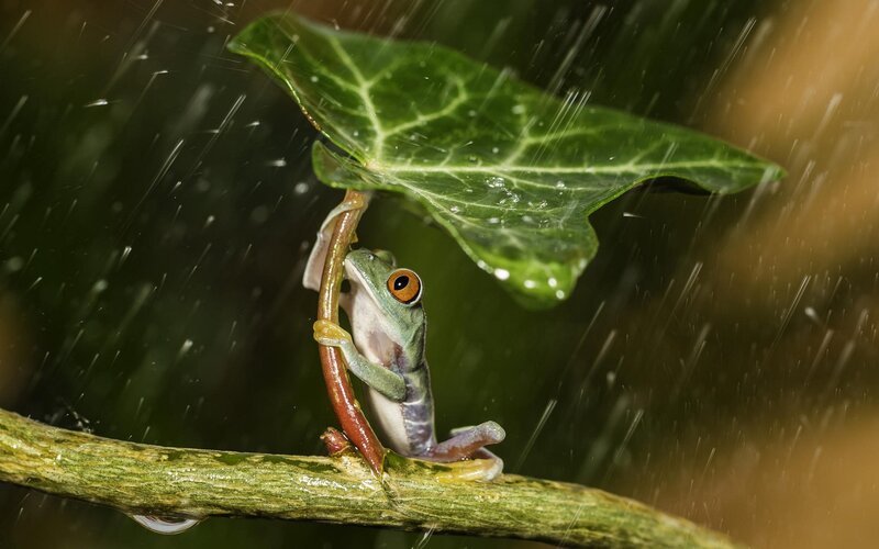 Green Tree Frog — Dramatic, Photograph, Leaf, Branch