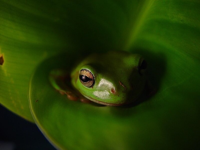 Green Tree Frog — Dramatic, Photograph, Leaf