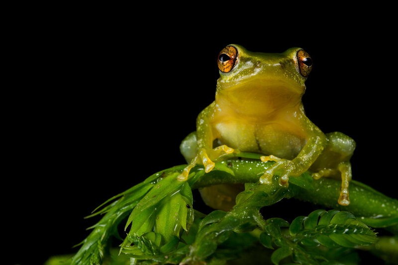 Green Tree Frog — Dramatic, Photograph, Plant