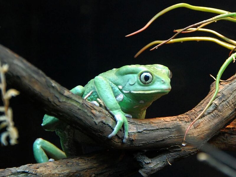 Green Tree Frog — Dramatic, Photograph