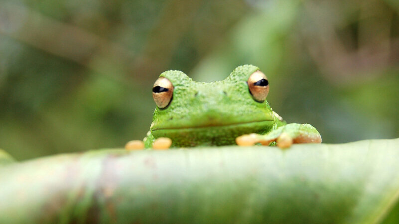 Green Tree Frog — Eyes