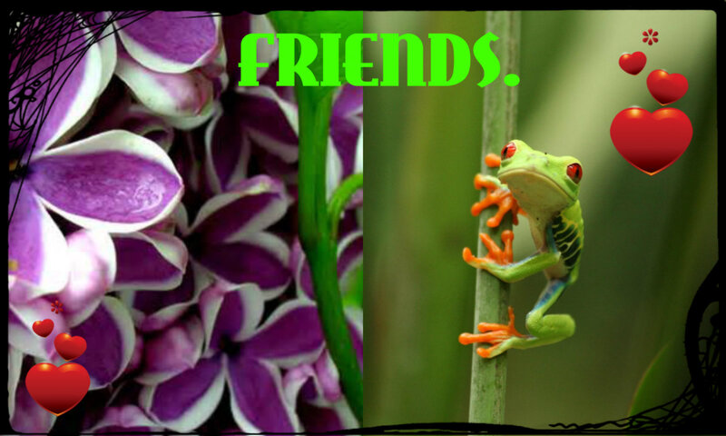 Green Tree Frog — Friendly, Photograph