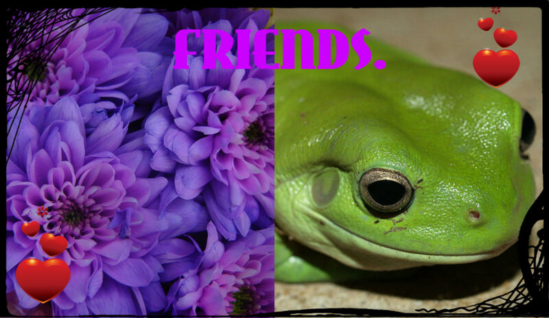 Green Tree Frog — Friendly