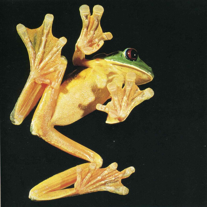 green tree frog in flight