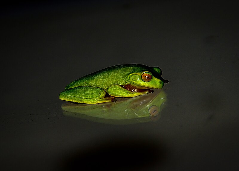 Green tree frog in reflection