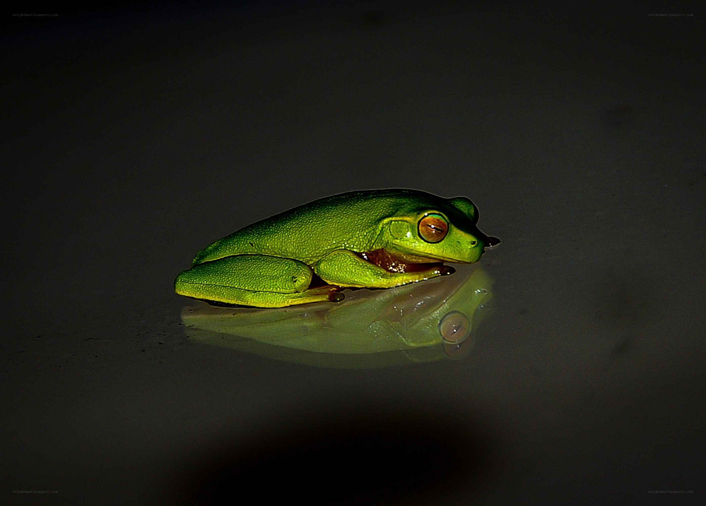 Green tree frog in reflection
