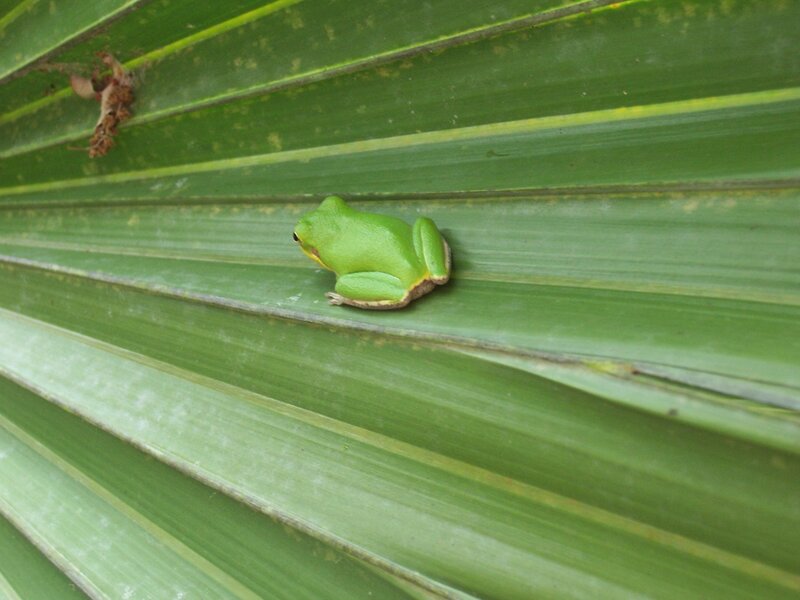 Green Tree Frog — Insect