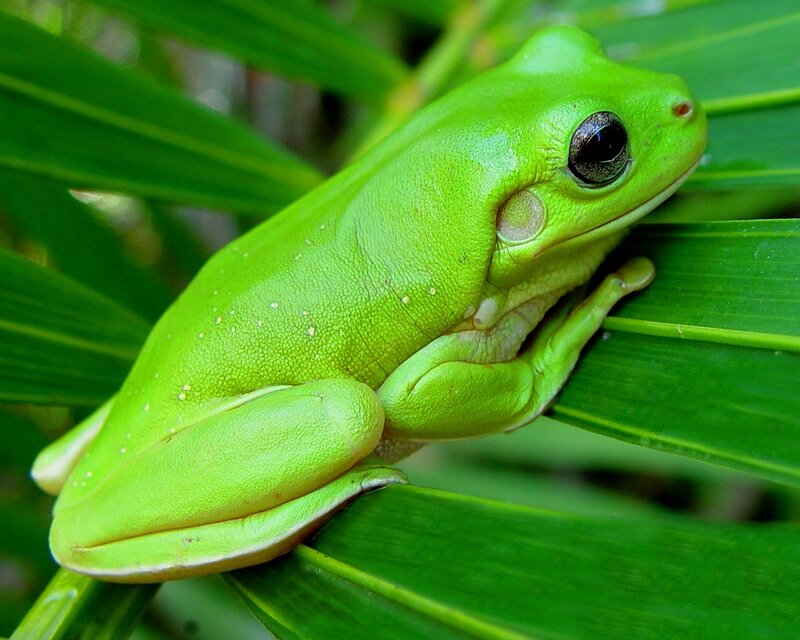 Green Tree Frog — Leaf, Plant