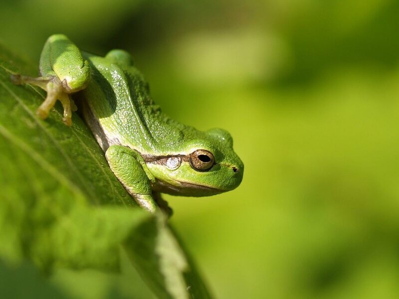 Green Tree Frog — Leaf
