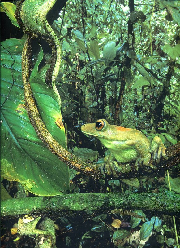 Green Tree Frog — Natural, Afternoon, Photograph