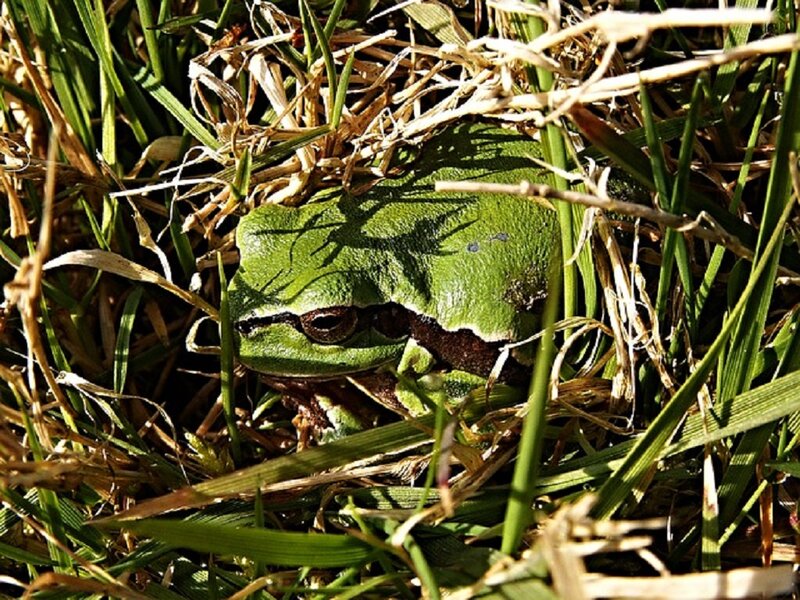 Green Tree Frog — Natural, Afternoon