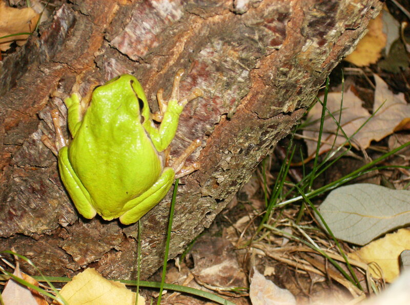 Green Tree Frog — Natural, Autumn